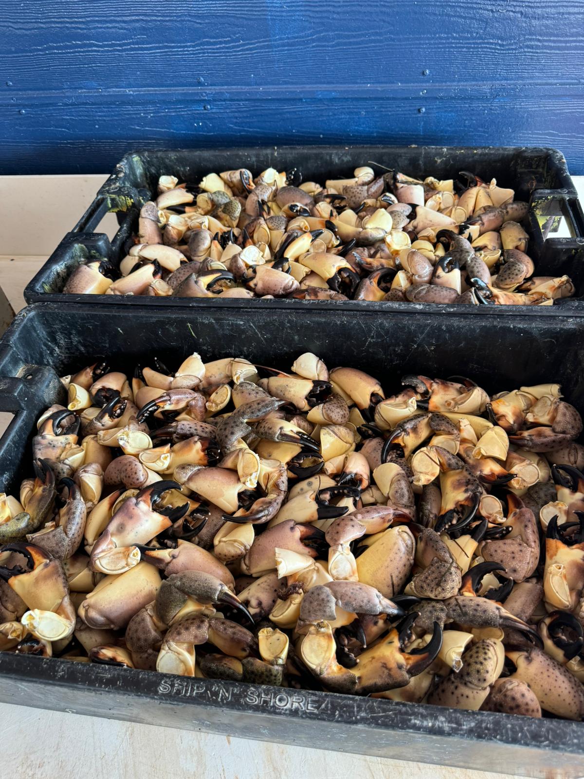 Raw stone crab claws in two bins ready to be cooked