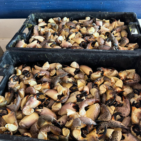 Raw stone crab claws in two bins ready to be cooked