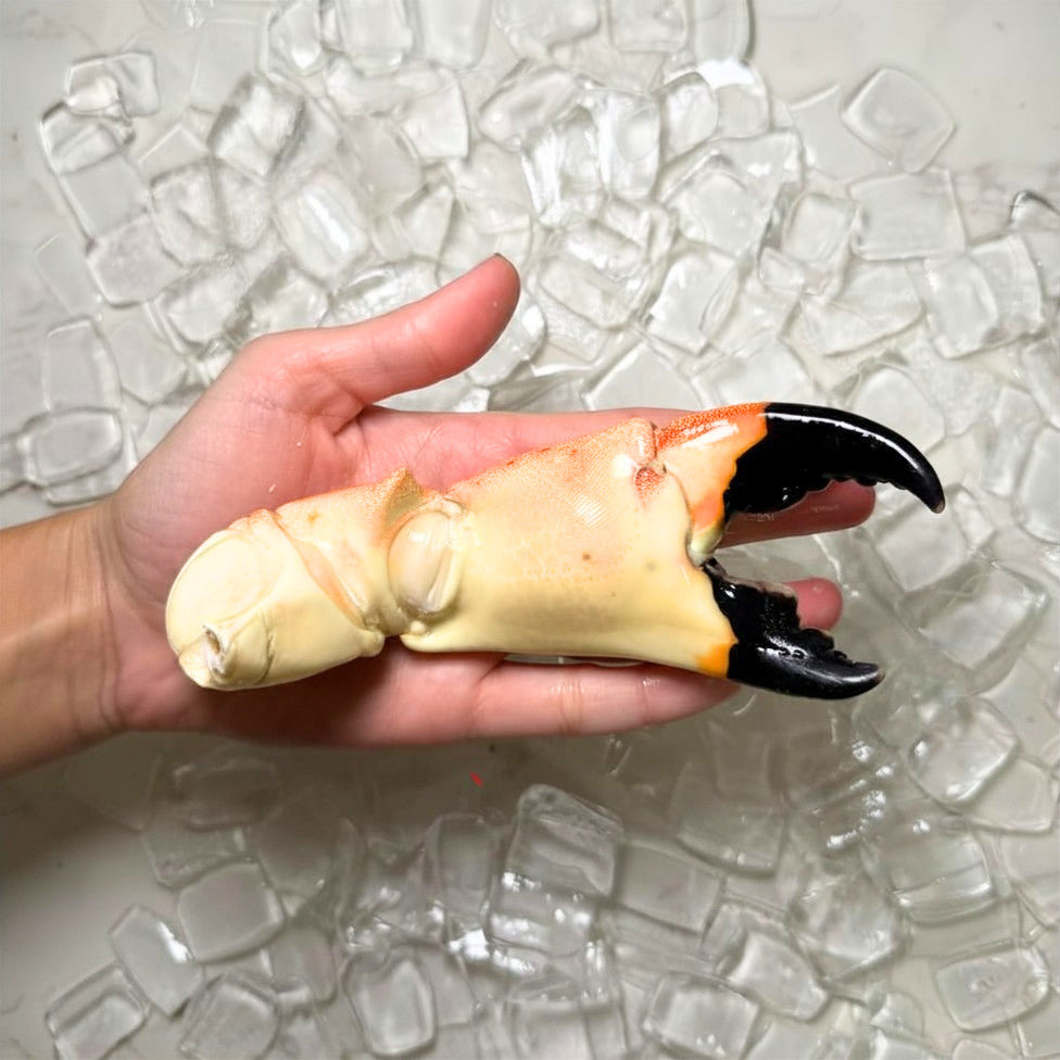 Image of Jumbo Stone Crab Claws