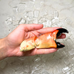 large stone crab claw in hand