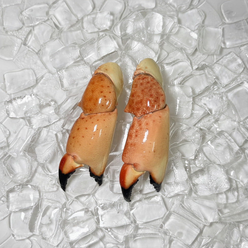 Image of Medium Stone Crab Claws - Medium stone crab claw front view