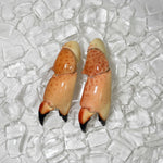 Medium stone crab claw front view