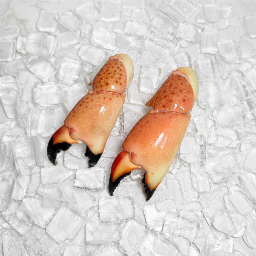 Image of Large Stone Crab Claws - large stone crab claw front view